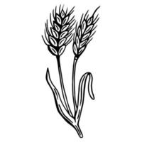 conjunto de espigas de trigo. esboço ilustração botânica. isolado no fundo branco. vetor