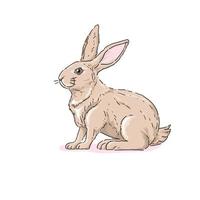 ilustração de coelho fofo desenhada de mão vetor