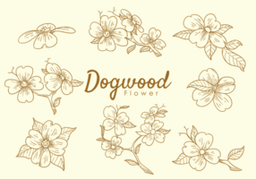 Flores de dogwood vetor