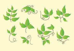 Ícones de Poison Ivy vetor