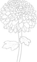 arte de desenho de flor dália, ilustração vetorial, desenho a lápis desenhado à mão, livro para colorir e página, flores de nenúfar flor dália isoladas no clipart de fundo branco. vetor