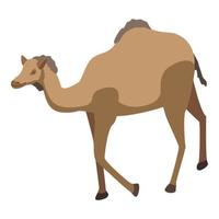 ícone de camelo do deserto do zoológico, estilo isométrico vetor