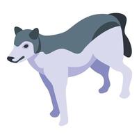 ícone de lobo husky, estilo isométrico vetor