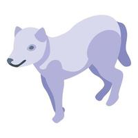 ícone do lobo branco, estilo isométrico vetor