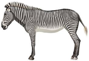 zebra adulta em pé no fundo branco