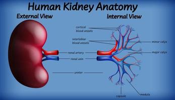 anatomia médica do rim humano vetor