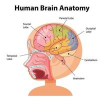 pôster de informações do diagrama do cérebro humano vetor