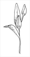 planta de linho, flor de campo selvagem isolada em branco, esboço desenhado à mão botânico vector doodle ilustração, arte de linha para pacote de design cosmético orgânico, medicina natural, cartão de felicitações, comida vegana