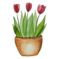 plantadores com flores, tulipas cor de rosa em uma panela, ilustração em aquarela vetor