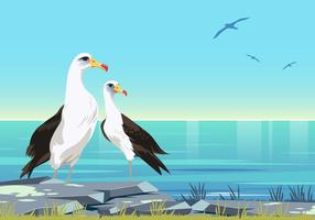 Casal de vetor de aves de albatroz
