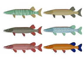 Coleção de vetores de peixes de muskie