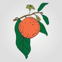 ilustração vetorial desenhada à mão - laranja com vetor de folha. planta de flor com arte de ilustrador de adobe de folhas