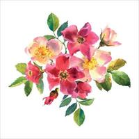 rosa mosqueta. cartão com aquarela flores silvestres em um fundo branco. dog-rose. ilustração.use para scrapbooking, convites, livros e diários, decoupage, cartões para casamentos, aniversários vetor