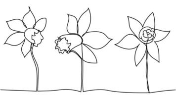 um desenho de linha única de narciso fresco de beleza para o logotipo do jardim. flor de narciso decorativa para imprimir vetor