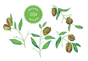 Ilustrações de vetores da planta de Jojoba