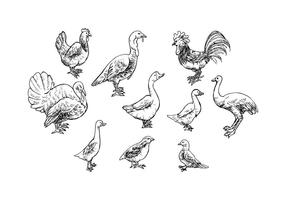 Vector de ícones de esboço de aves de capoeira grátis