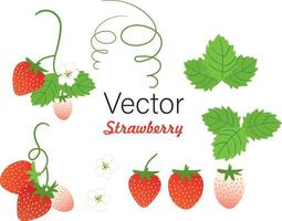 conjunto de frutas de verão stawberry vetor