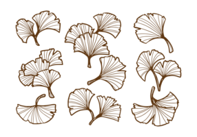 Folha de Ginkgo desenhada à mão vetor