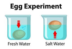 experimento científico com teste de flutuação de ovo vetor