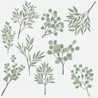 desenho à mão livre da coleção de ramos de eucalipto. vetor