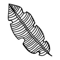 Esboço desenhado à mão de folha tropical de fruta banana. ícone de palmeira exótica. ilustração em vetor realista isolada no fundo branco. arte desenhada à mão de linha de tinta preta. para tatuagem temporária, estampa de camiseta