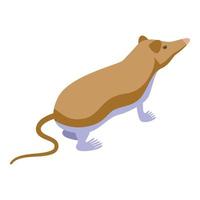 vetor isométrico de ícone de mamífero musaranho. animal rato