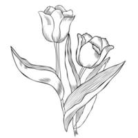 coleção de ilustração de imagens de desenho de arte de linha de tulipa desenhada à mão vetor