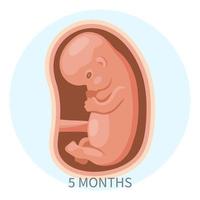 embrião no útero, quinto mês. desenvolvimento e crescimento do feto durante a gravidez, fase mensal. ilustração, vetor. vetor
