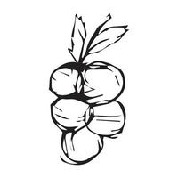 uvas desenhadas à mão. ilustração vetorial de uvas para design com estilo de linha vetor