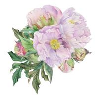 arranjo de buquê em aquarela com delicadas flores de peônia rosa desenhadas à mão, brotos e folhas. isolado no fundo branco. para convites, casamento, amor ou cartões, papel, impressão, têxtil vetor