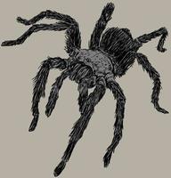 ilustração de desenho de aranha tarântula vetor