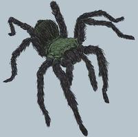 ilustração de desenho de aranha tarântula vetor