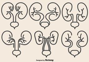 Ícones renais de rim para design relacionado com urologia vetor