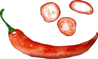 ilustração em aquarela de pimenta malagueta vermelha fresca. tempero asiático fresco. comida asiática. vegetais crus em aquarela. amante de pimenta vetor