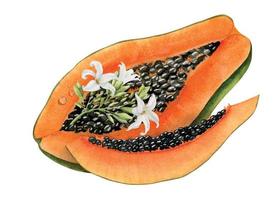 fatias de mamão e flor branca de mamoeiro. ilustração em aquarela desenhada à mão de frutas tropicais exóticas laranja e plantas. desenhando em fundo isolado para rótulo de produção de alimentos ou qualquer projeto vetor