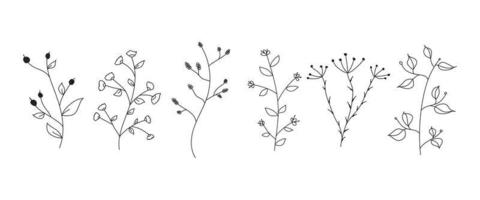 bonito conjunto desenhado à mão de elementos gráficos florais e ervas. doodle ilustração botânica vetorial vetor