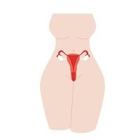 órgãos reprodutores femininos. esquema de localização de órgãos útero, colo do útero, ovário, trompa de Falópio. ilustração vetorial plana vetor