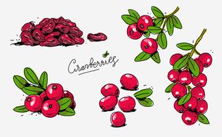 Ilustração vermelha do vetor do Doodle desenhado mão dos Cranberries vermelhos