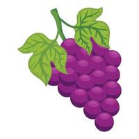 uvas frutas frescas saudáveis vetor