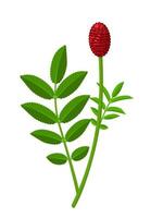 ilustração vetorial, sanguisorba officinalis, comumente conhecido como grande burnet, isolado no fundo branco vetor