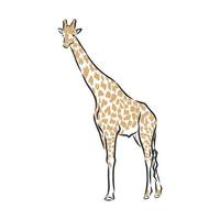 desenho vetorial de girafa vetor