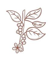 planta de café com doodle de sementes vetor