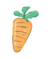 cenoura vegetal fresca vetor