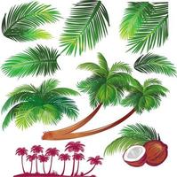 conjunto de folhas de palmeiras tropicais vetor
