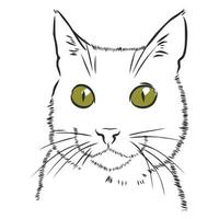 desenho vetorial de gato vetor