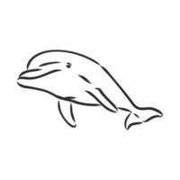 desenho vetorial de golfinho vetor