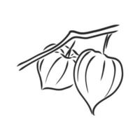 desenho vetorial physalis vetor