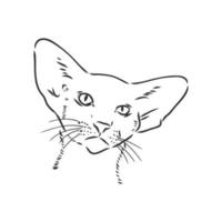 desenho vetorial de gato vetor