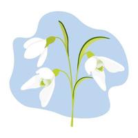 grupo de snowdrops. flor do início da primavera. ilustração vetorial vetor