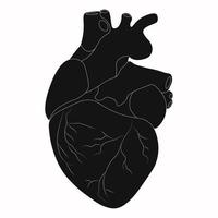 silhueta do coração humano. ilustração vetorial vetor